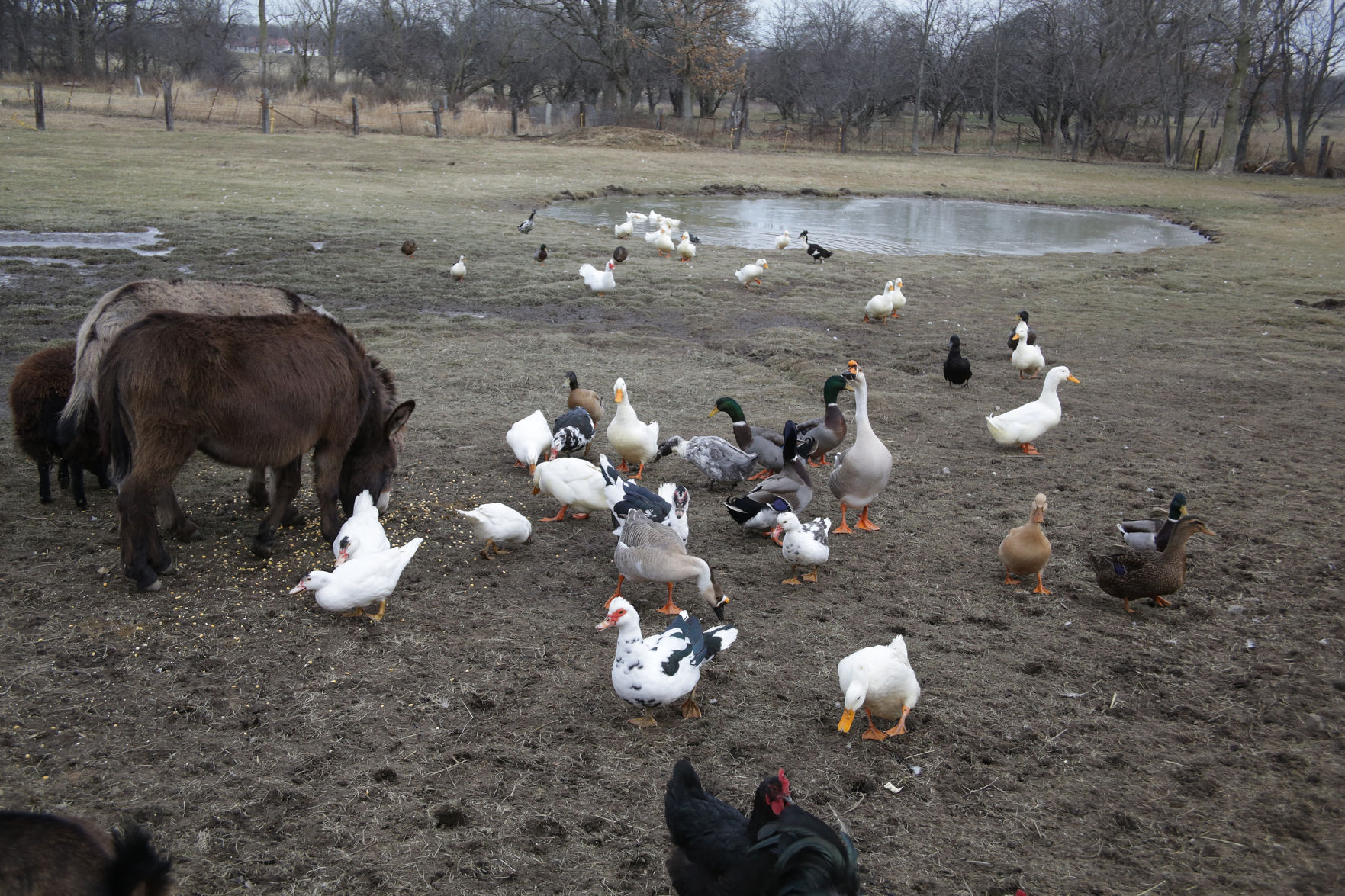 Erin's Farm animal sanctuary